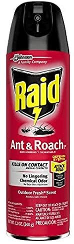 What Are The Best Ant Traps For The Kitchen? 2