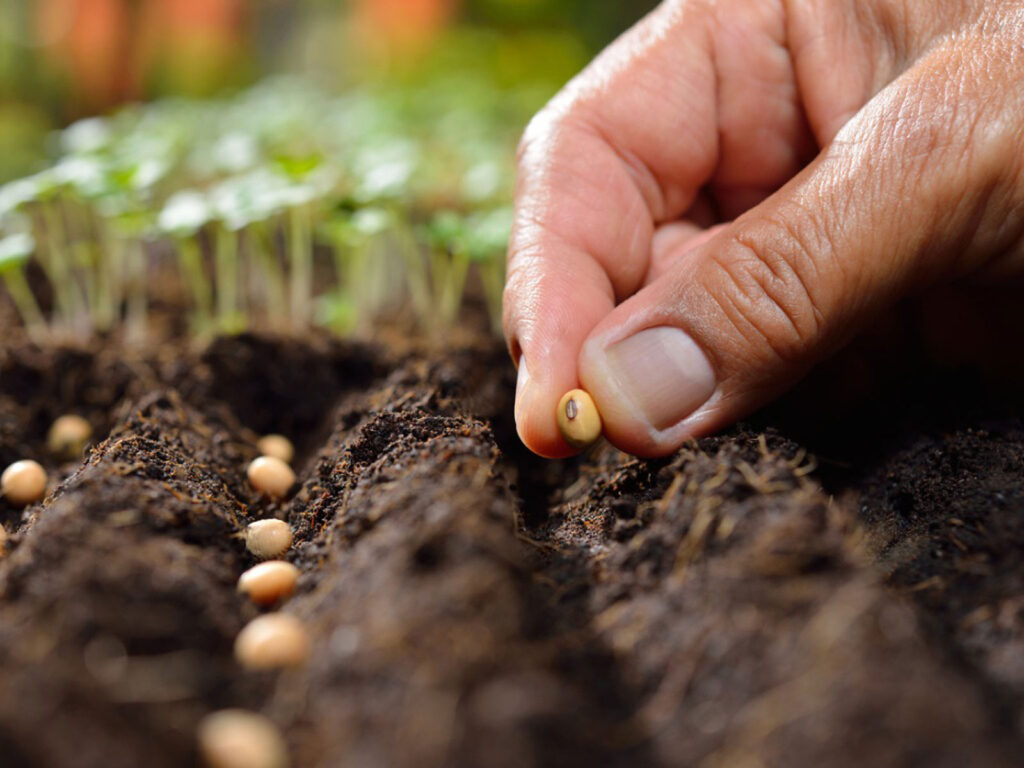 3 Amazing Ways To Put Your Fruit To A Good Use - 2024 Guide 1