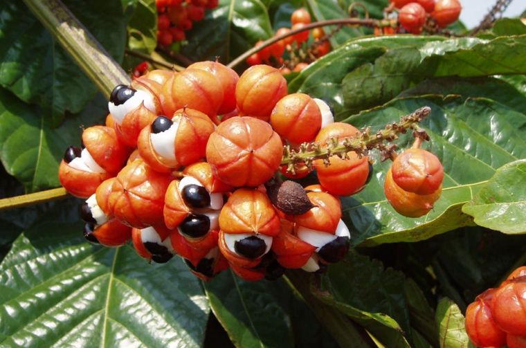 7 Benefits of Guarana You Probably Didn't Know 2