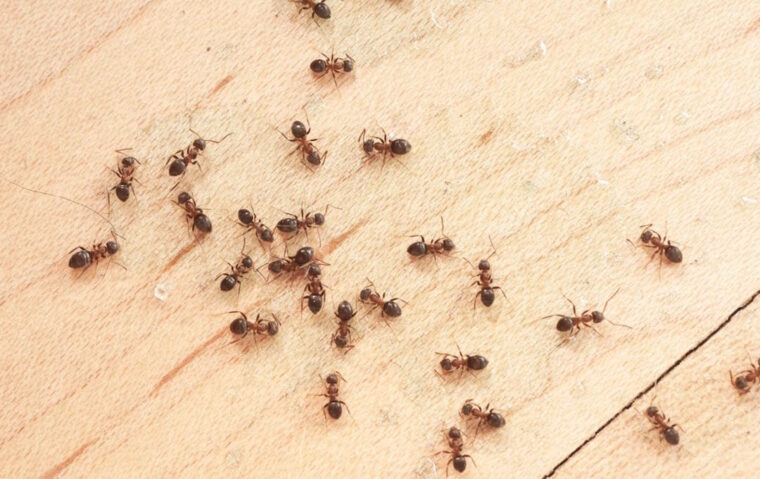 How To Get Rid Of Ants In The Kitchen? 1