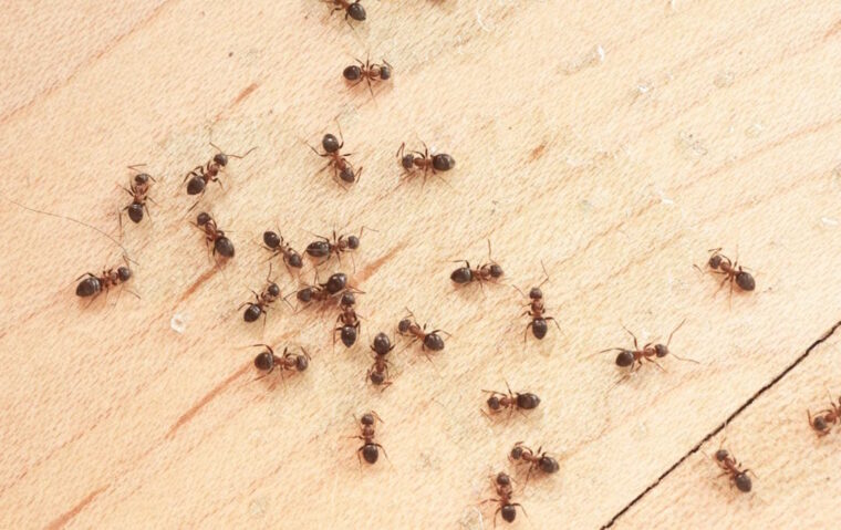 Ants Kitchen Min 