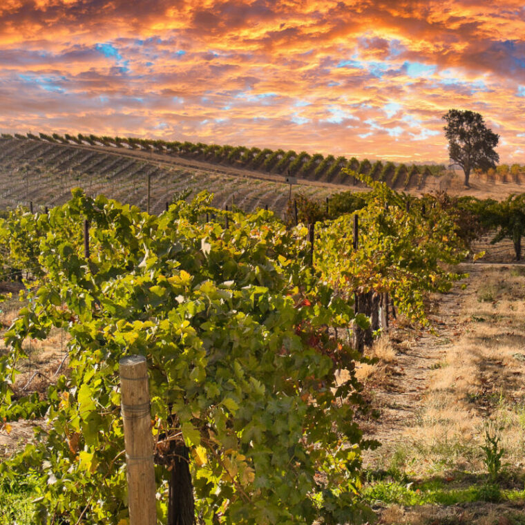 4 Travel Destinations For The Wine Enthusiasts 1