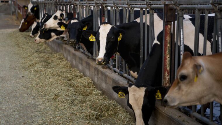 How Dairy Farms Are Achieving Carbon Neutral Milk Production? - Twin Stripe